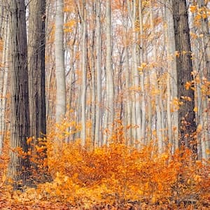 Photo representing Autumn