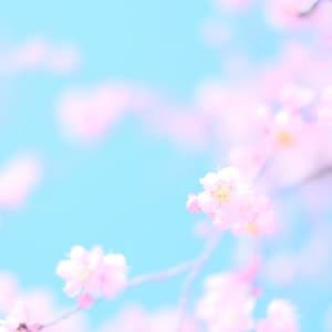 Photo representing Spring