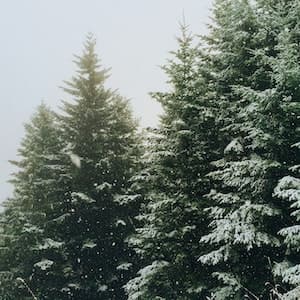 Photo representing Winter
